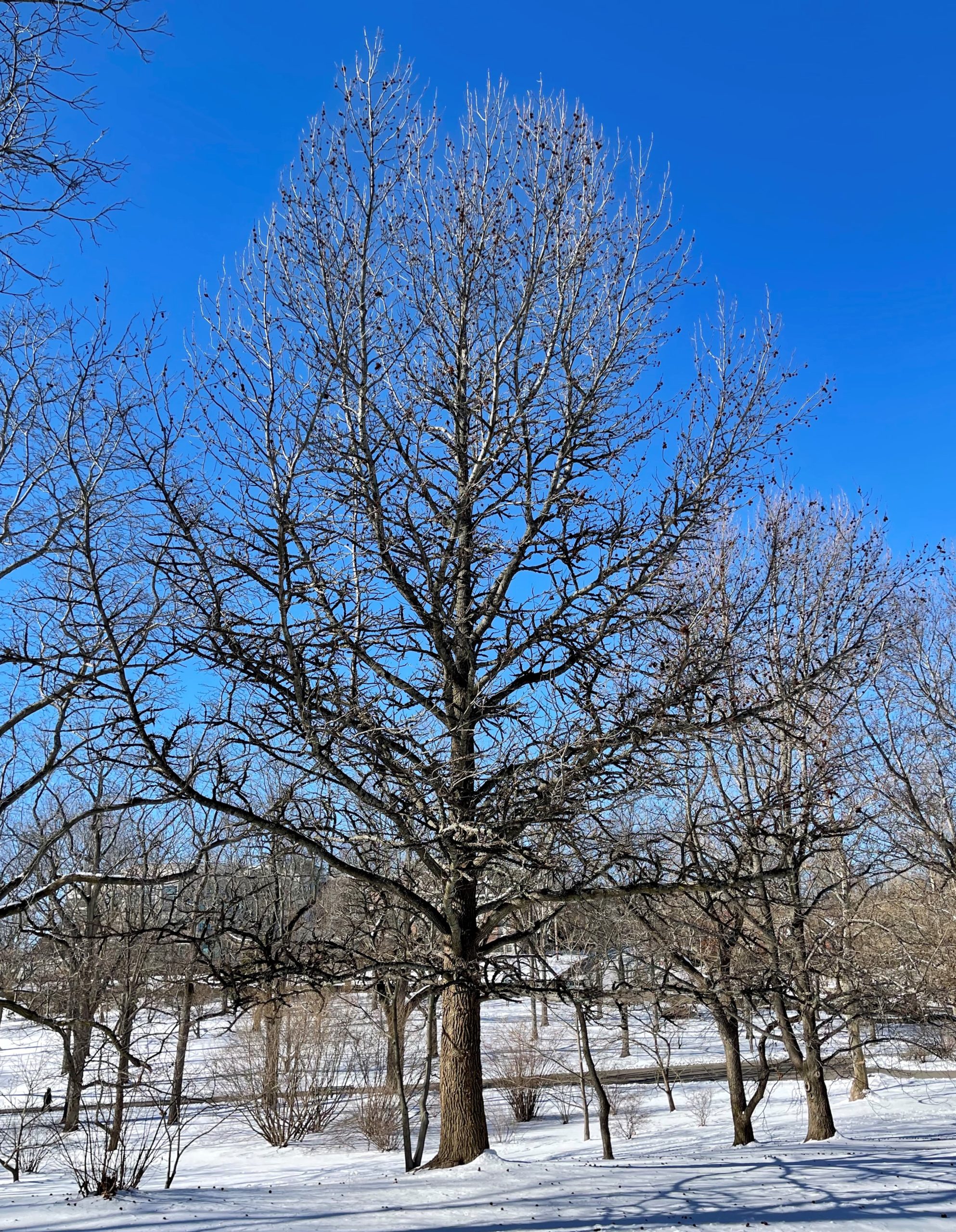 Mature specimen along Bussey Hill Road.