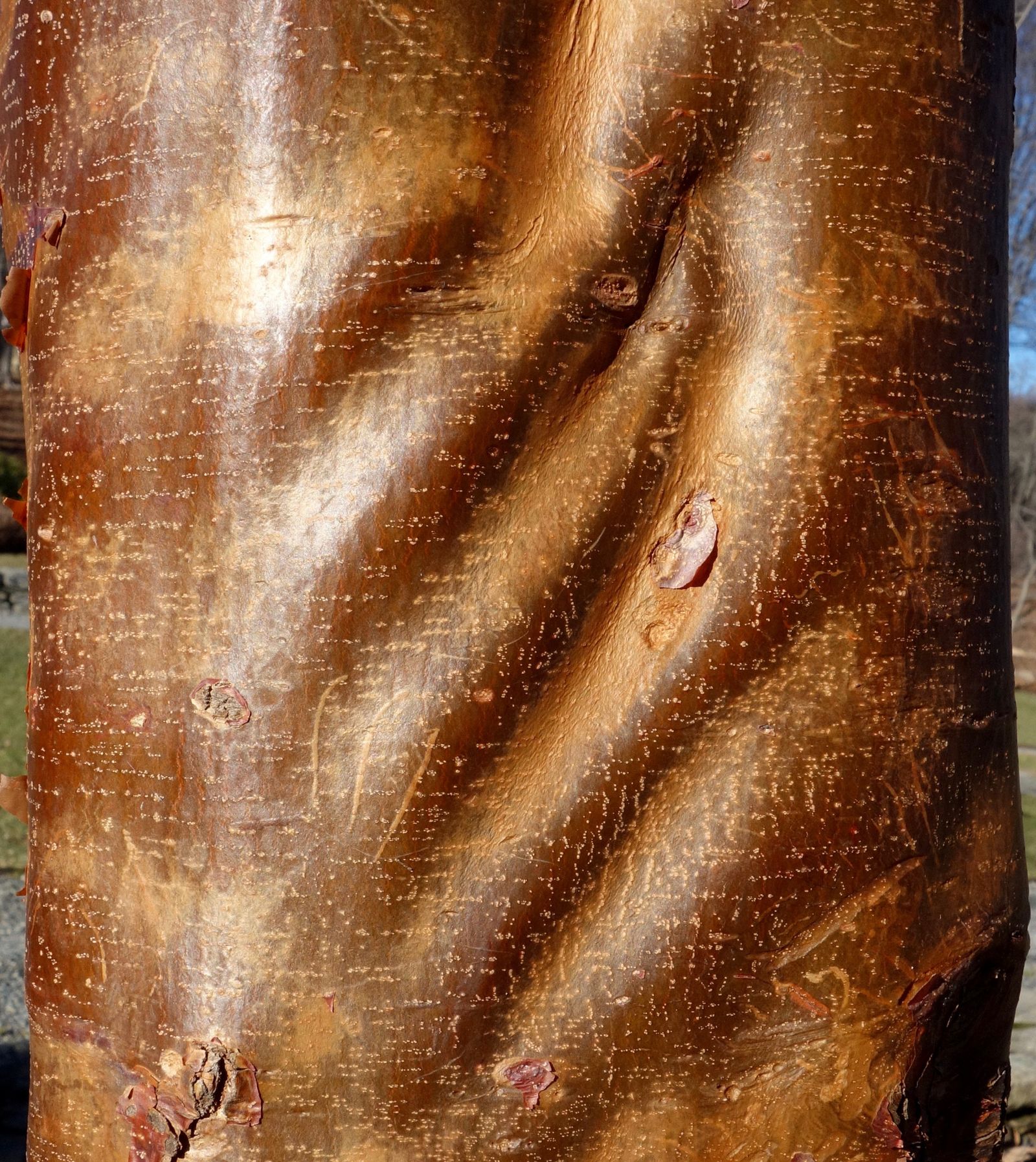 Copper-colored bark.