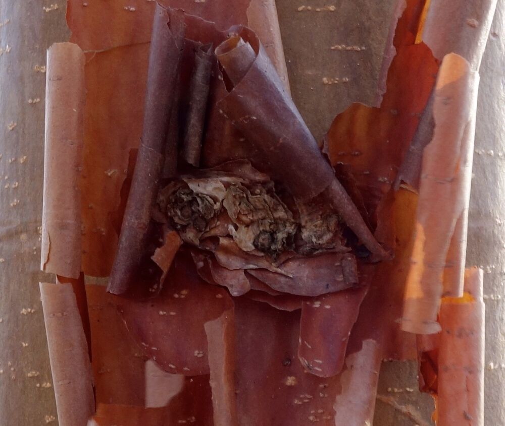 A close up of the paperbark maple with deep red/copper park peeling away