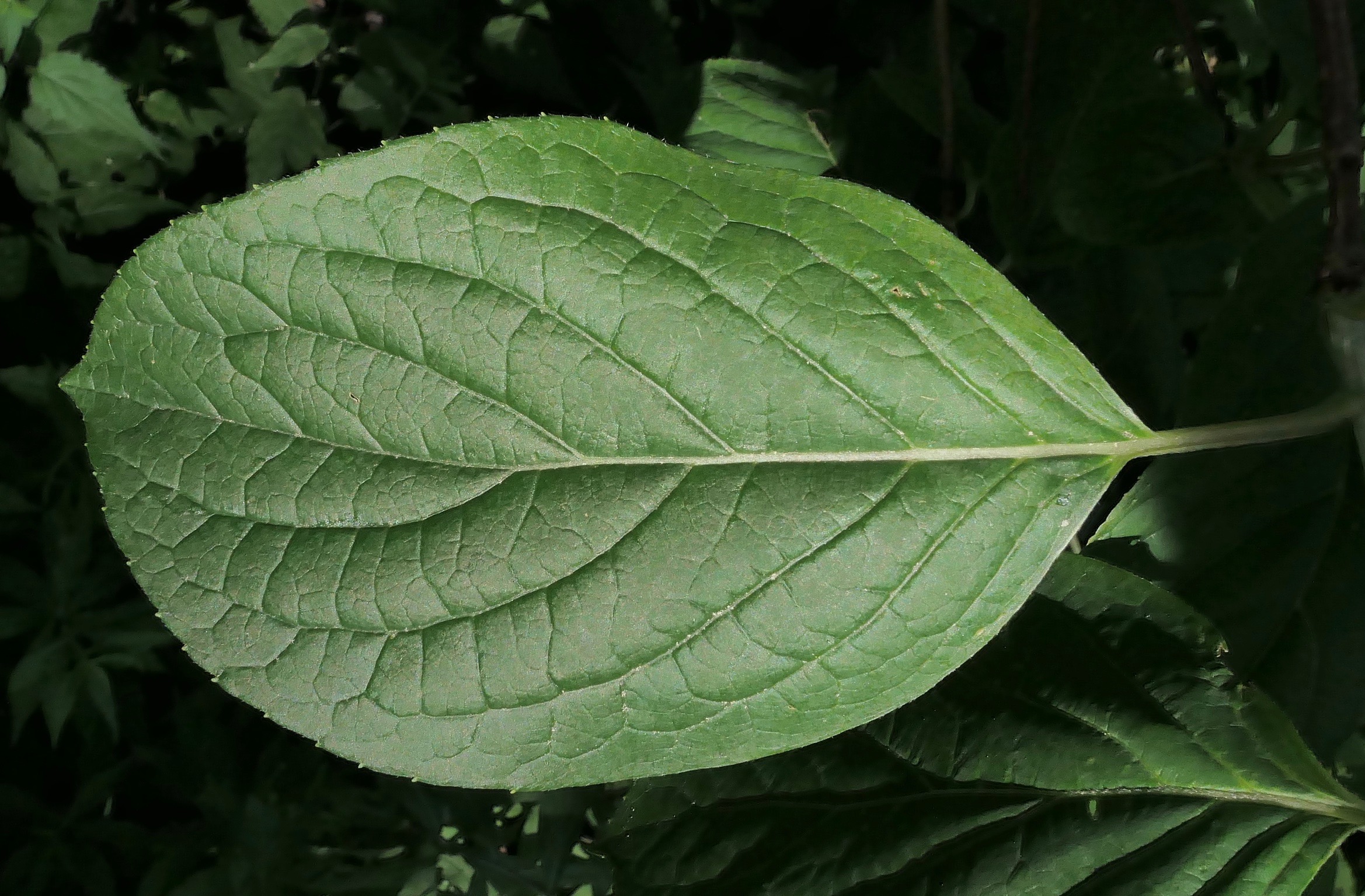 Simple leaf. 