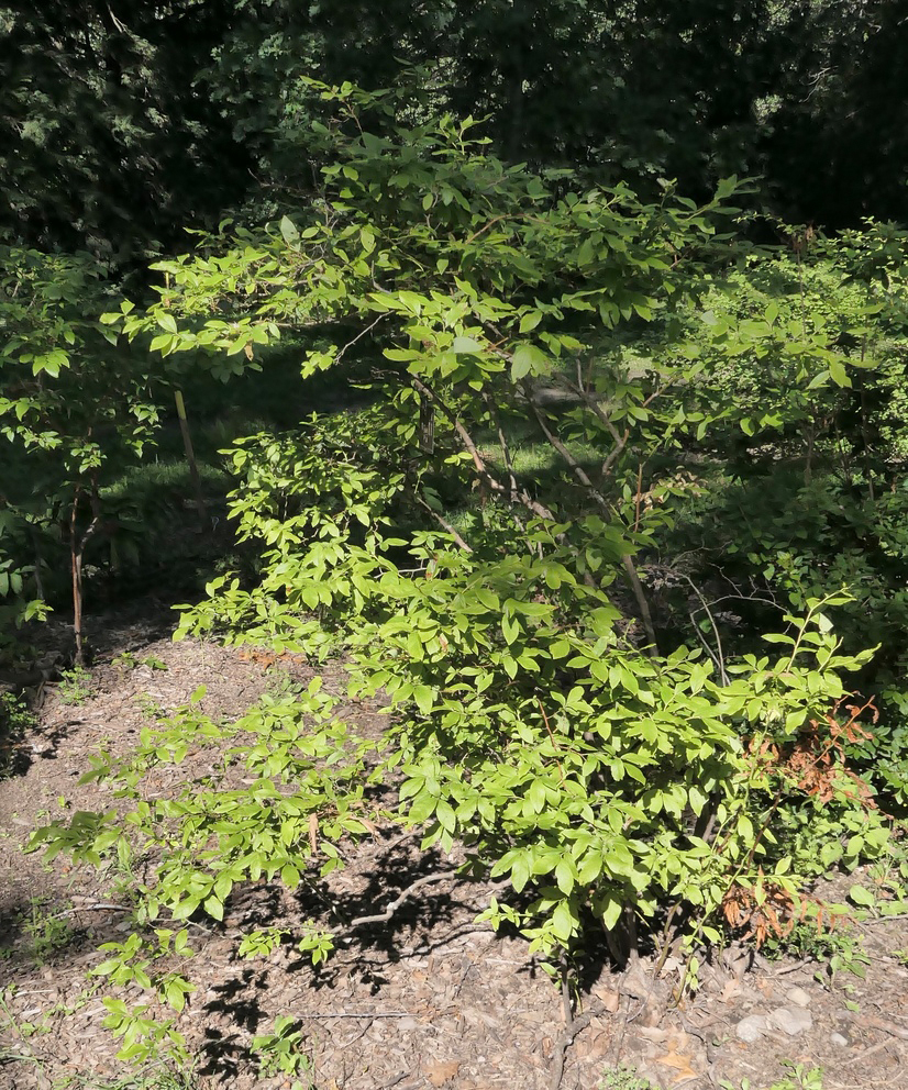 Nearly 150-year-old specimen on Bussey Hill.