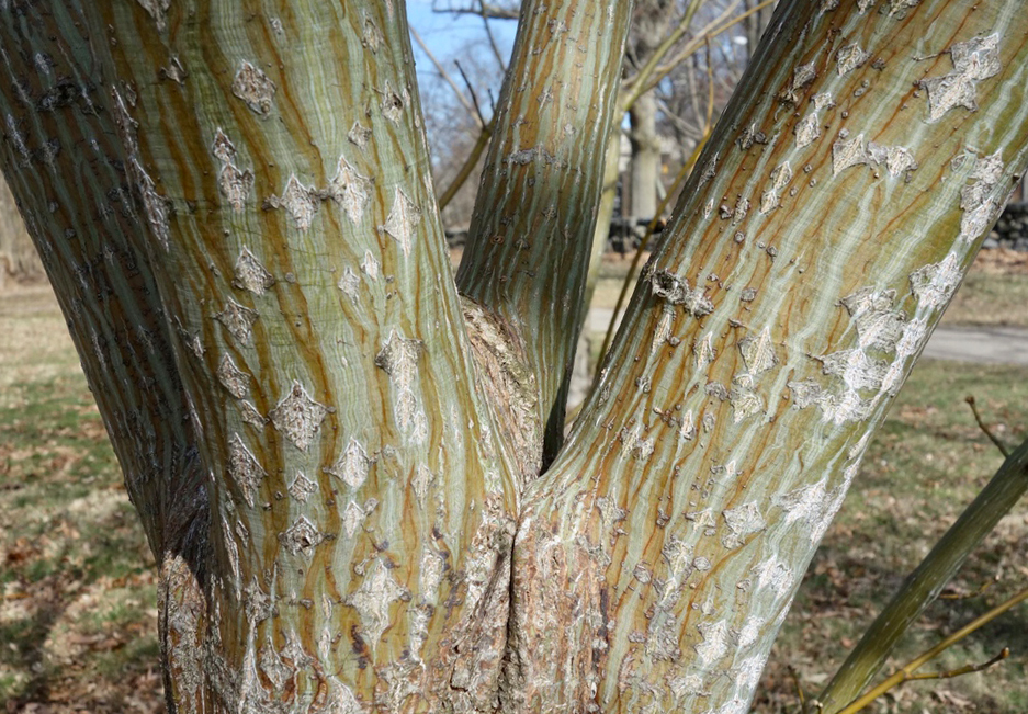 Young tree showing forking trunks and characteristic bark.