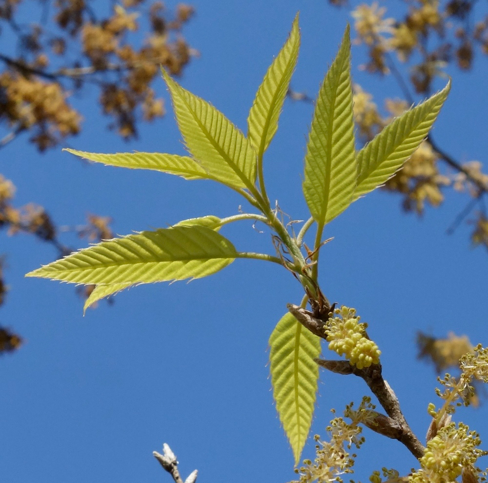 Narrow newly emerging leaves.