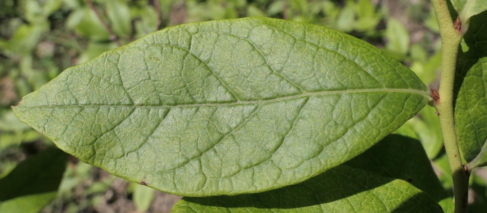 Green simple leaves.
