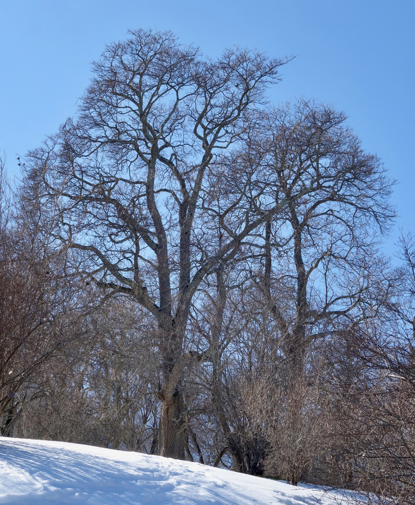Winter profile of a mature specimen.