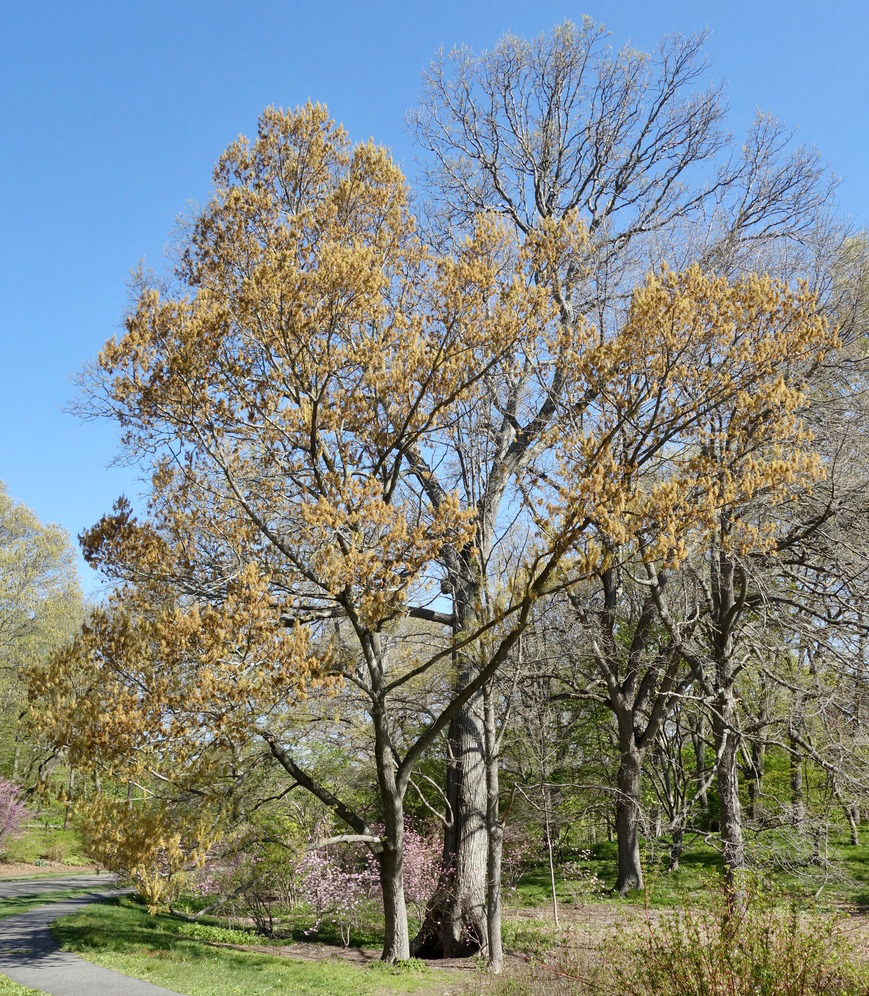 Mature profile in spring.