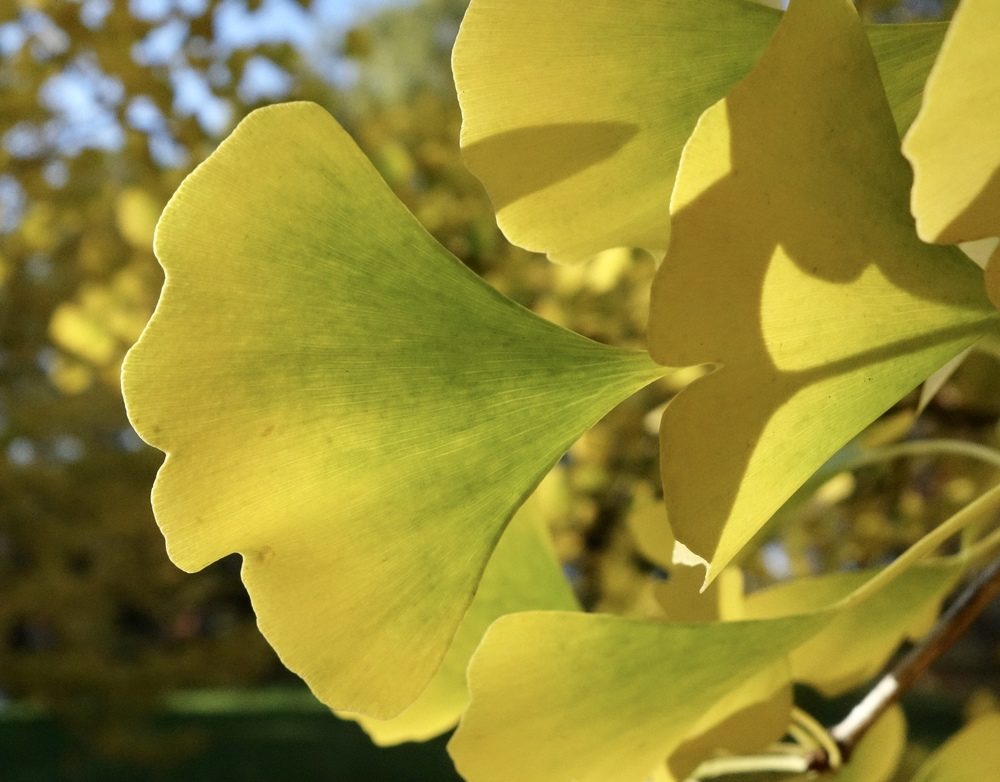 Fan-shaped leaves turn from green to a brilliant gold in autumn. 