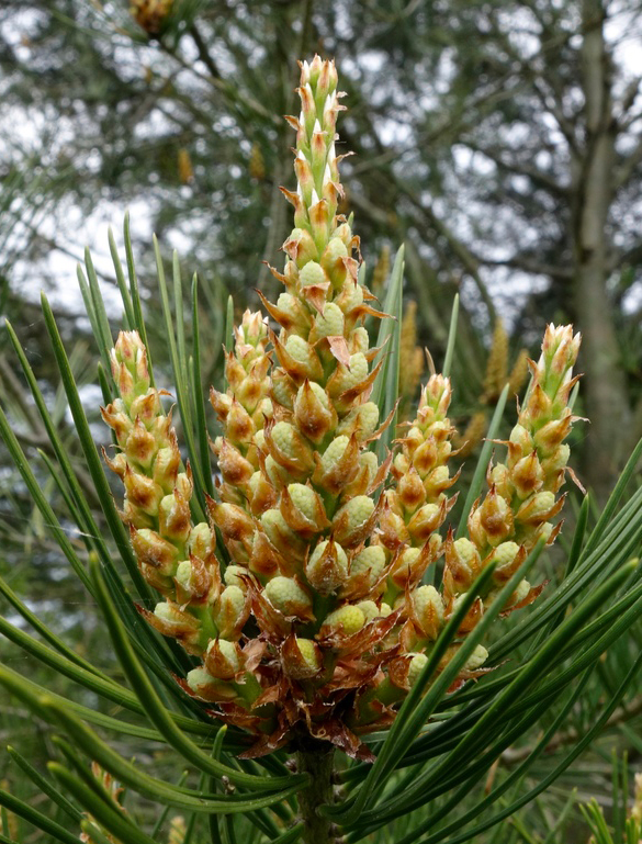 Pollen cones swell in early spring. 