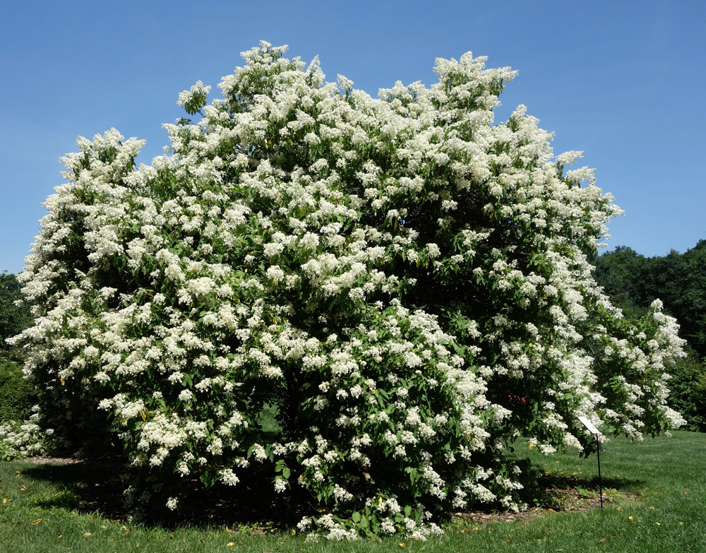 Mature specimen in the Bradley Rosaces Collection in full flower.