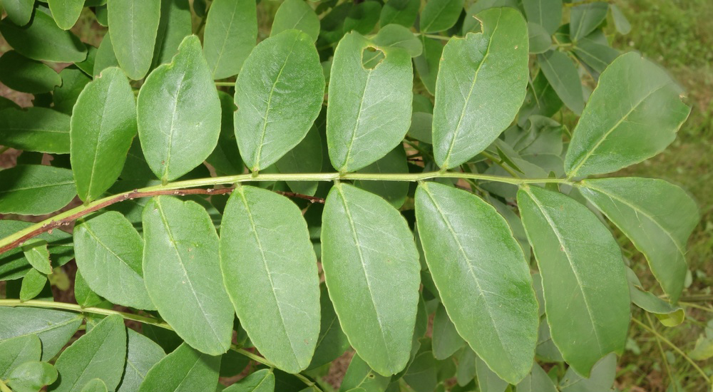 Pinnately compound leaves. 