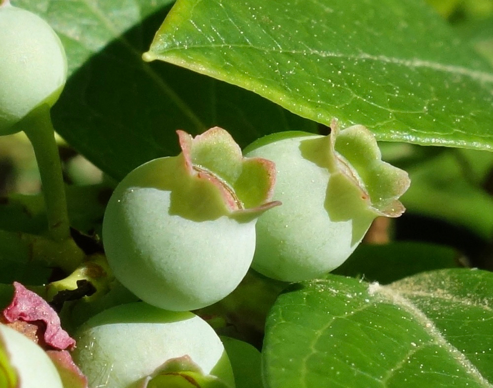 Developing fruit in summer.