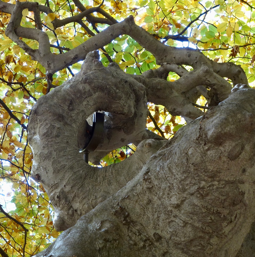 Contorted branches. 