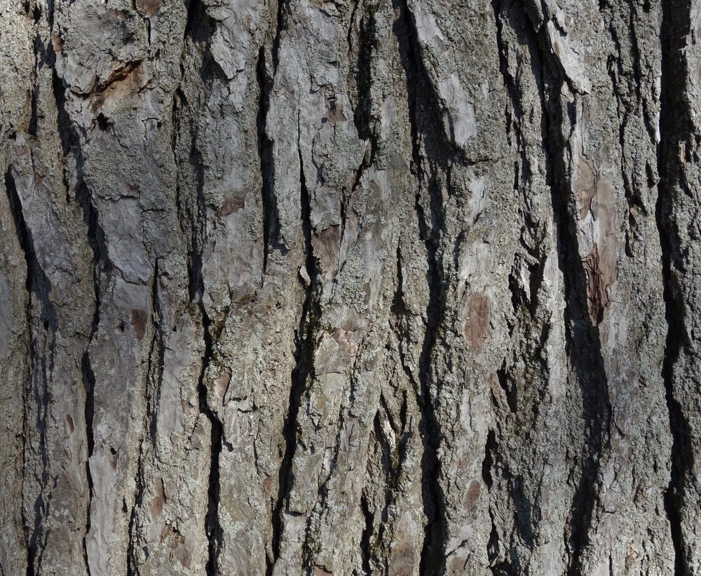 Deeply furrowed bark.