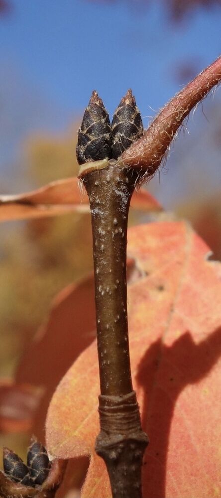 Dormant buds of the paperbark maple are seen up close.