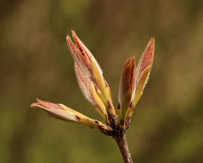 A closeup of the buds of the paperbark maple