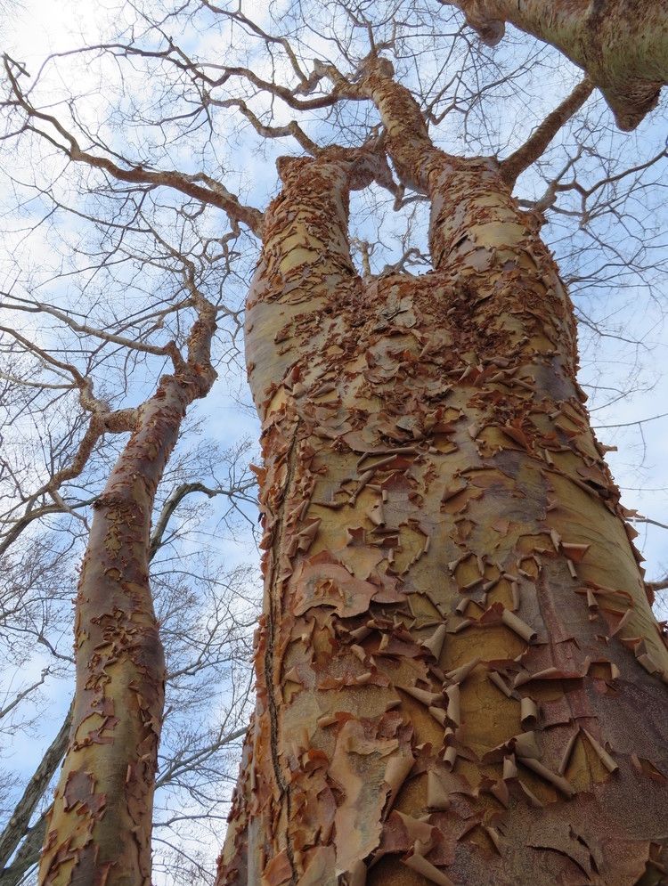 A bare paperbark is seen in winter looking up from the ground with peeling, papery bark.