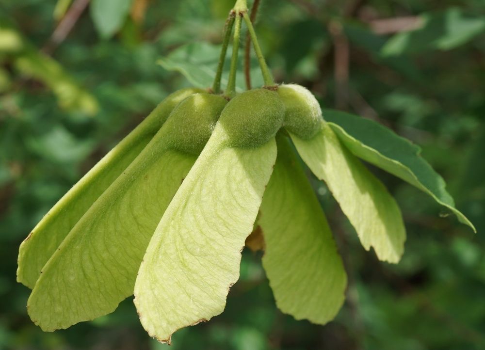 Winged seeds, known as samaras.