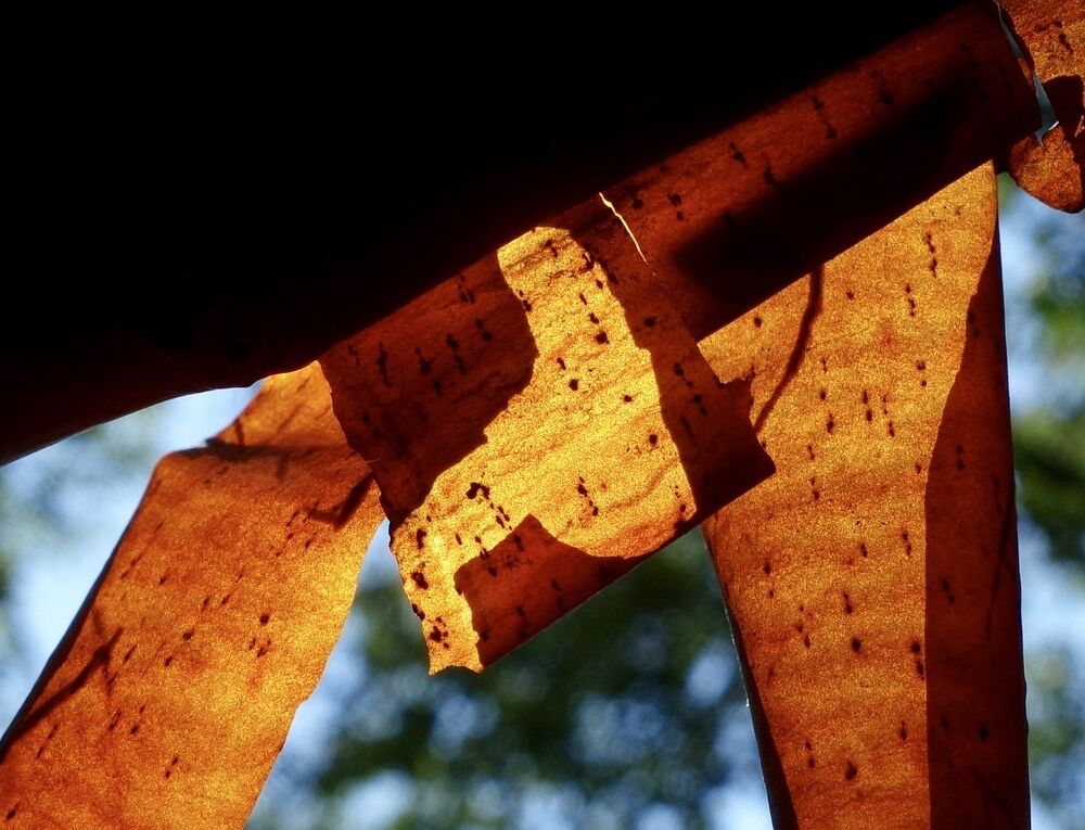 A close up of bark peeling from a paperbark maple, seen against sunlight and blue sky.