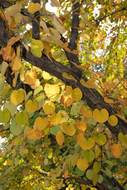 Fall foliage of katsura tree (Cercidiphyllum japonicum)