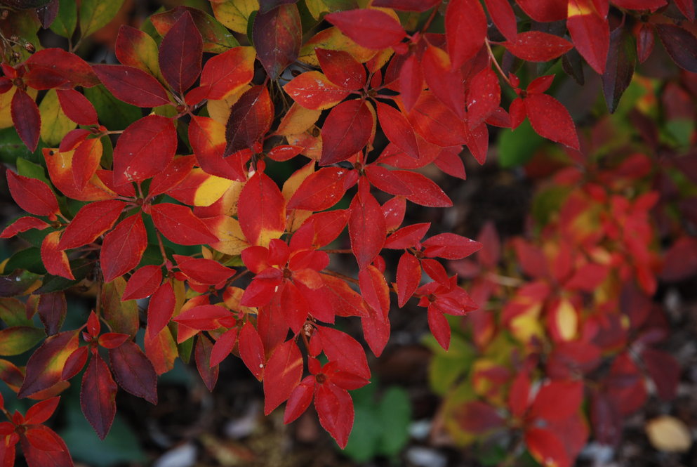 Fall foliage of enkianthus (Enkianthus spp.)