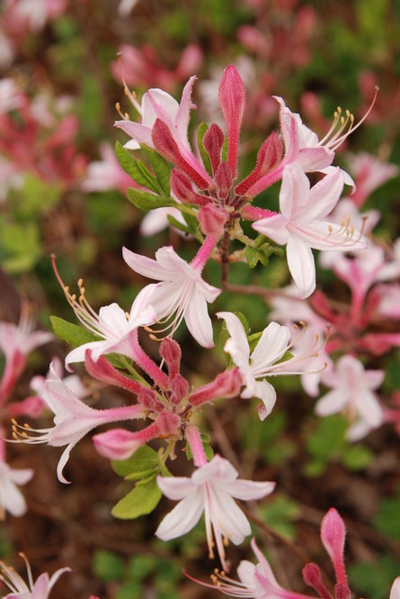 Coast azalea (R. atlanticum)