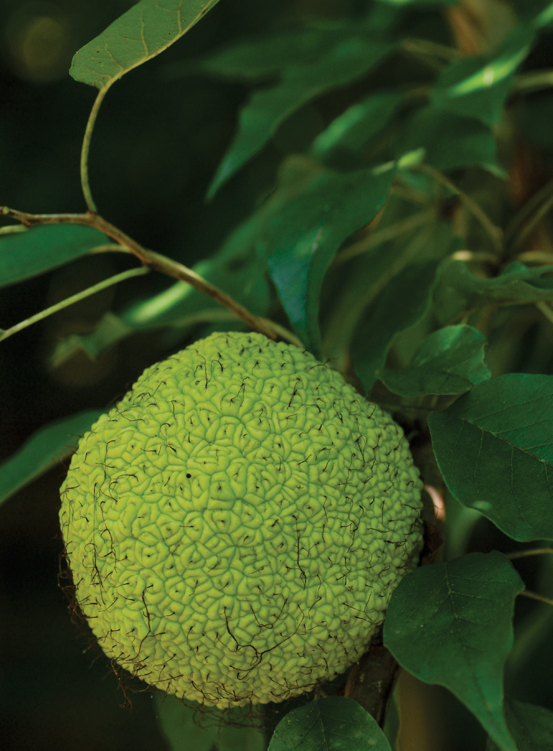Large, round fruit of the Osage orange