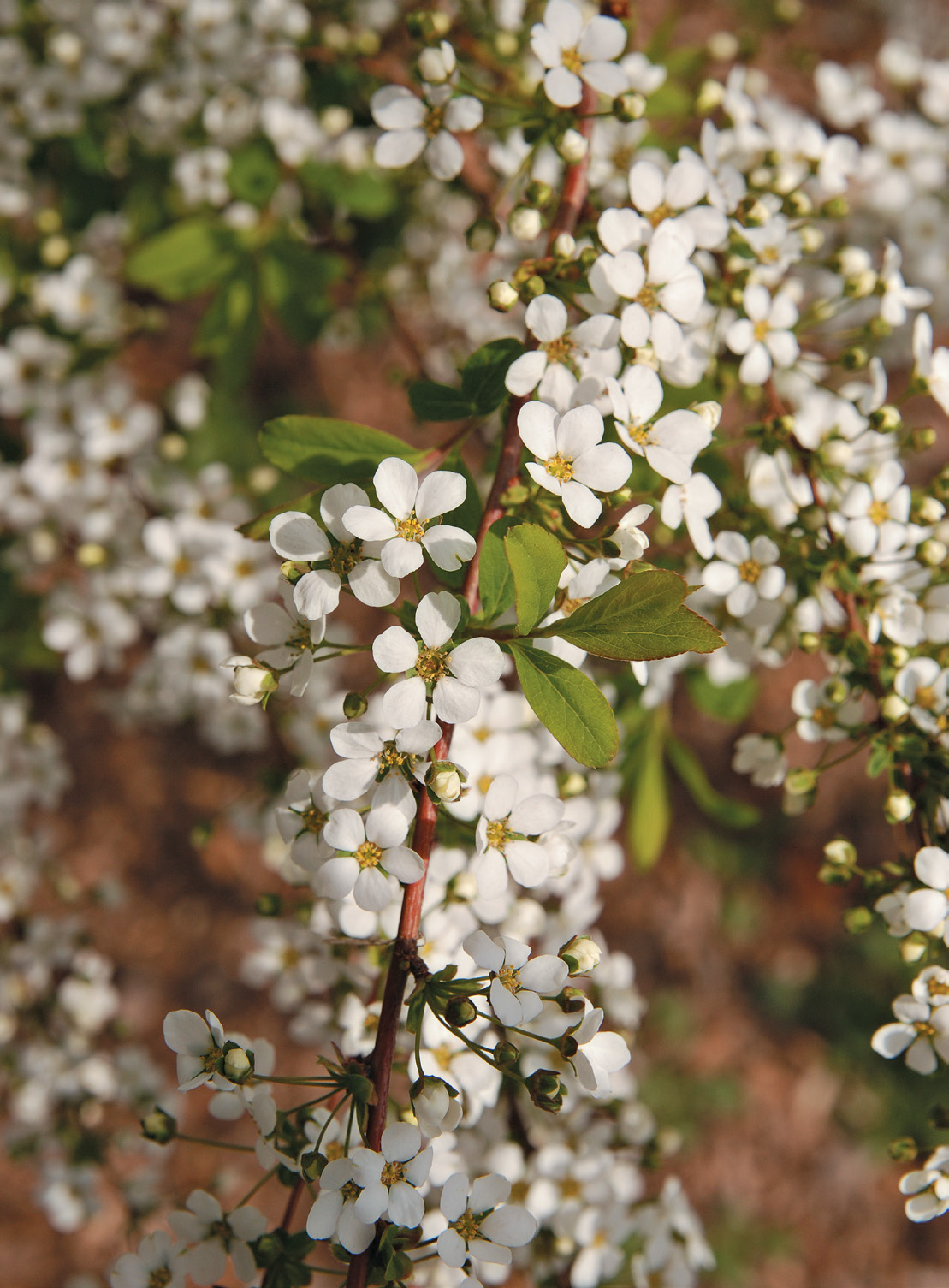 Simple five-petaled flowers of Spiraea prunifolia