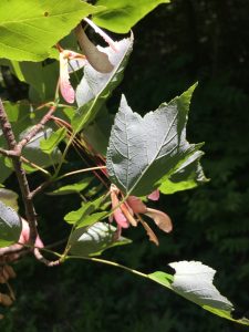 The undersides of leaves have a whitish, waxy coating and the fruits (samaras) are borne on particularly long stalks