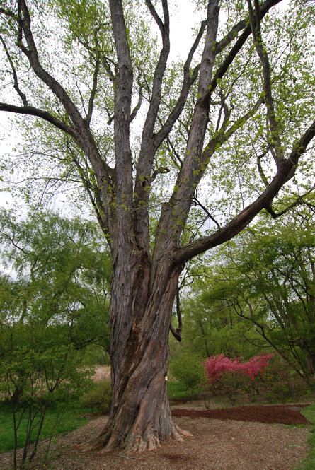 Silver maple (Acer saccharinum 12560*C) accessioned in 1881.