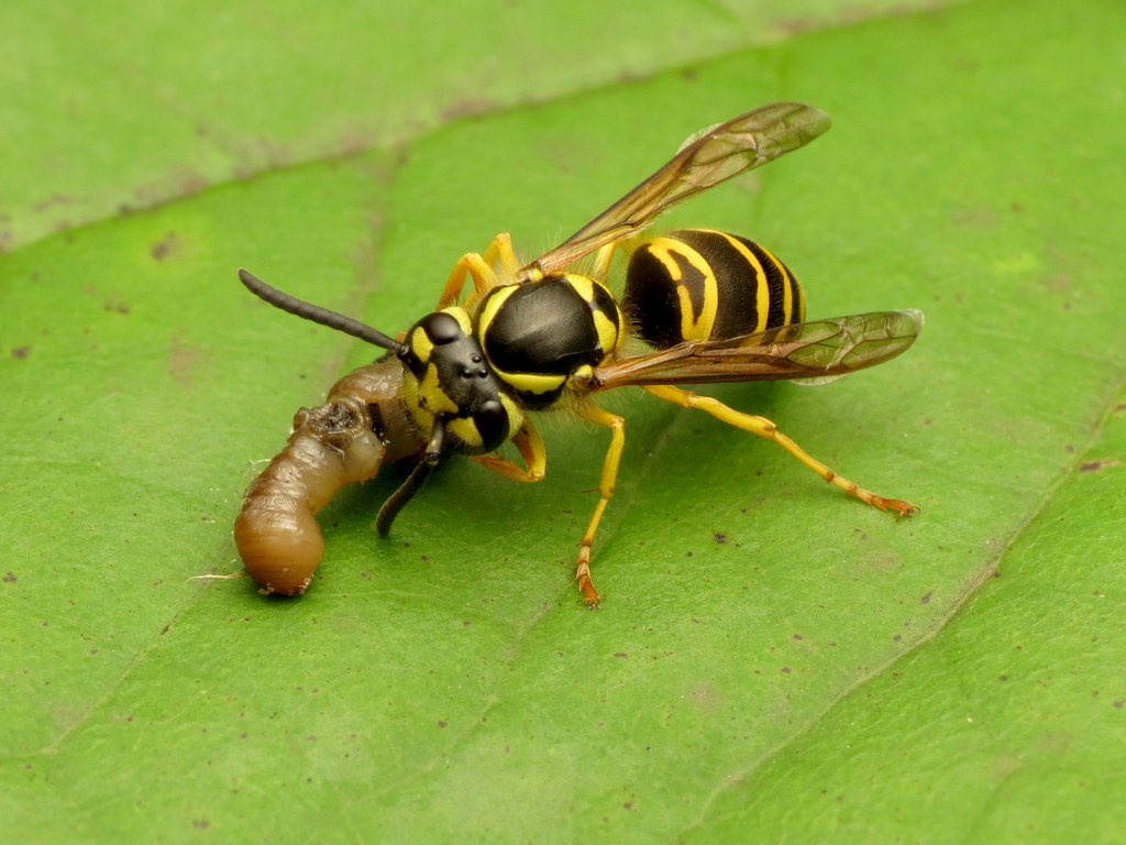 Image result for eastern yellow jacket