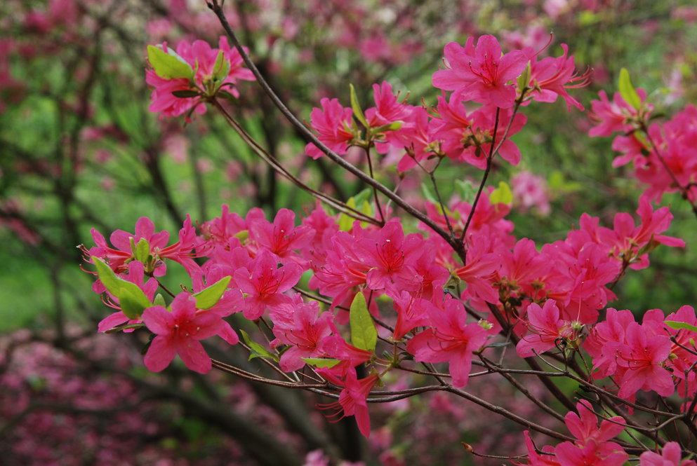 Hybrid azalea, a cross of torch azalea (Rhododendron kaempferi) and Korean azalea (R. yedoense var. poukhanense)