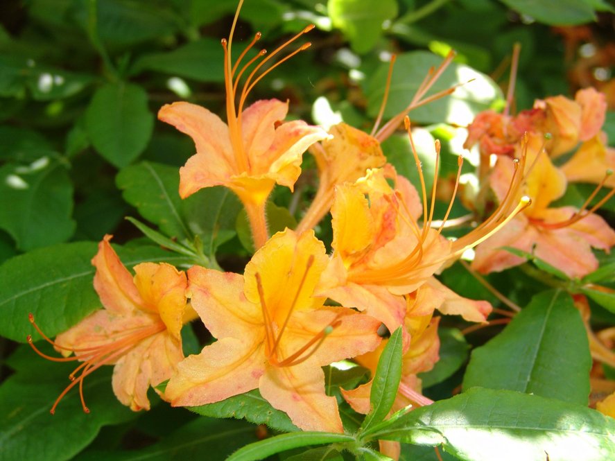 Flame azalea (Rhododendron calendulaceum)