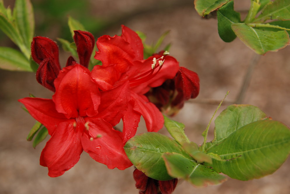R. ‘Lady Roseberry’ 632-61*B, a Knap Hill hybrid azalea