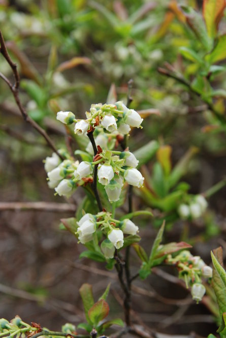 Flowers of highbush blueberry (Vaccinium corymbosum)