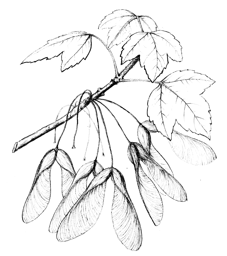 Illustration of Acer rubrum by Charles Faxon