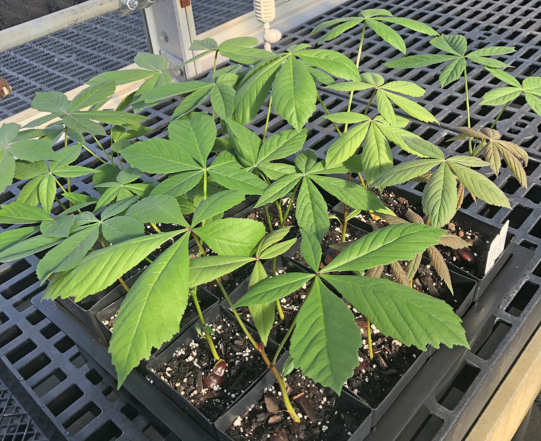 Aesculus glabra seedlings