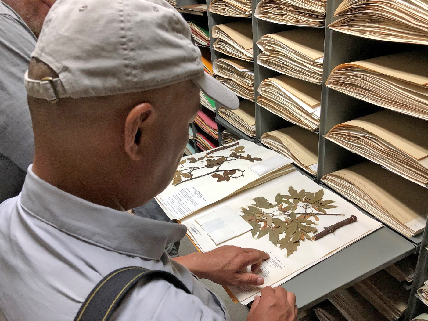 Man looking at herbarium voucher