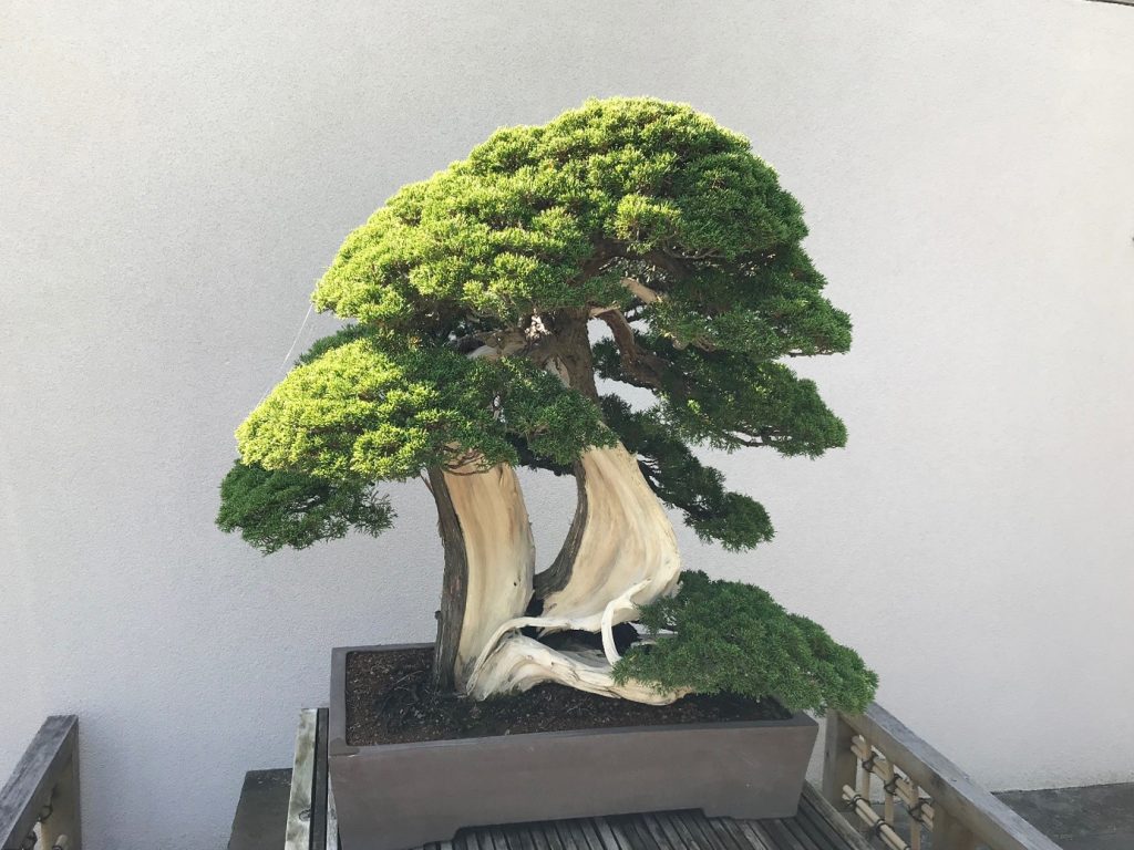 Bonsai at the US National Arboretum
