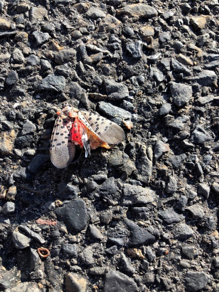 Dead spotted lanternfly outside Philadelphia