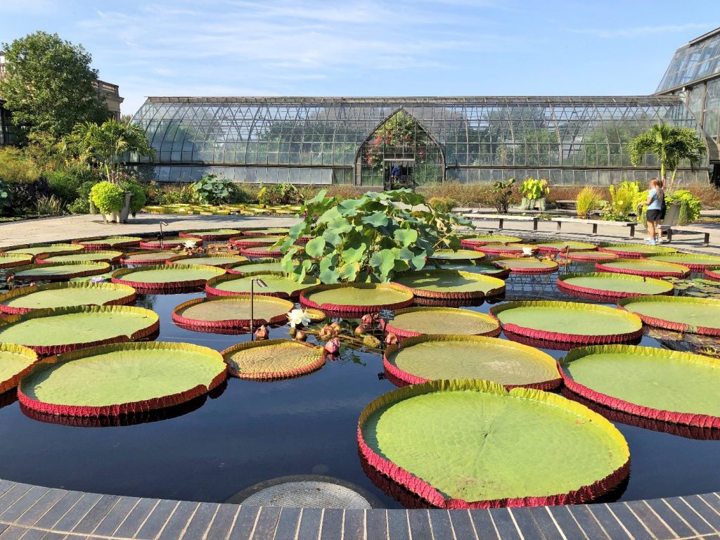 Giant water lilies at Longwood Gardens
