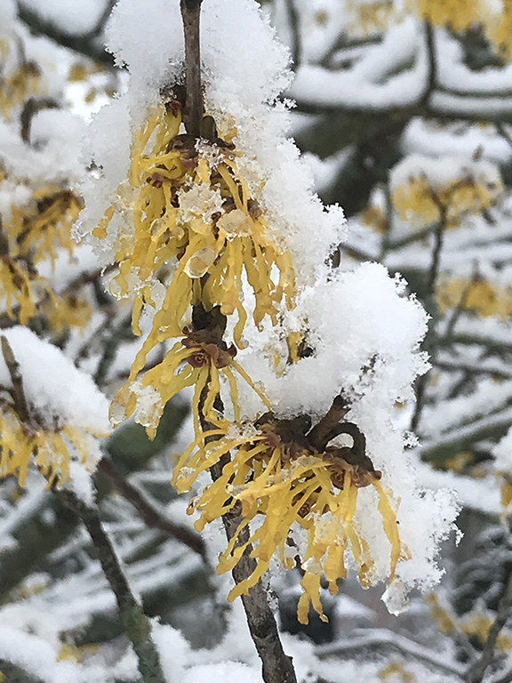 Arnold Promise witch hazel