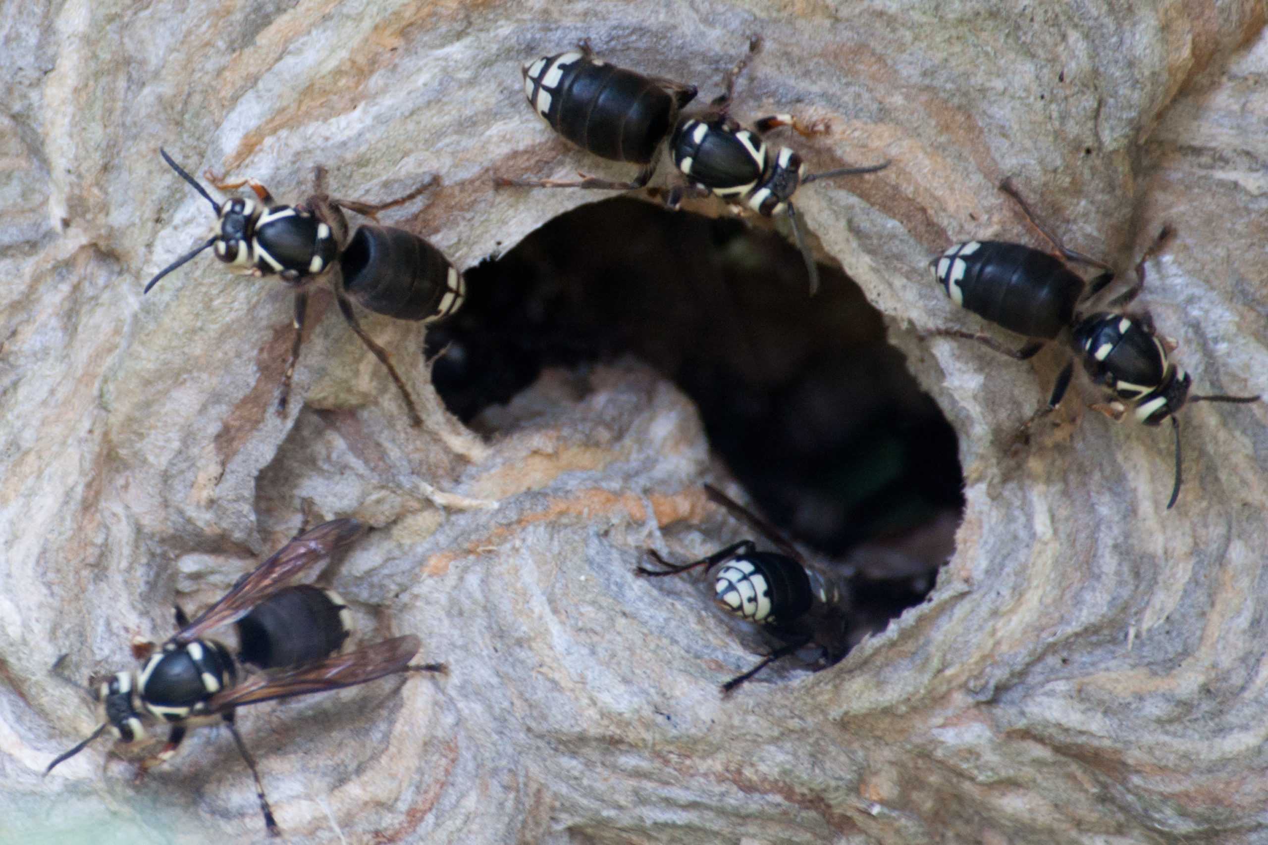 Image result for bald faced hornet