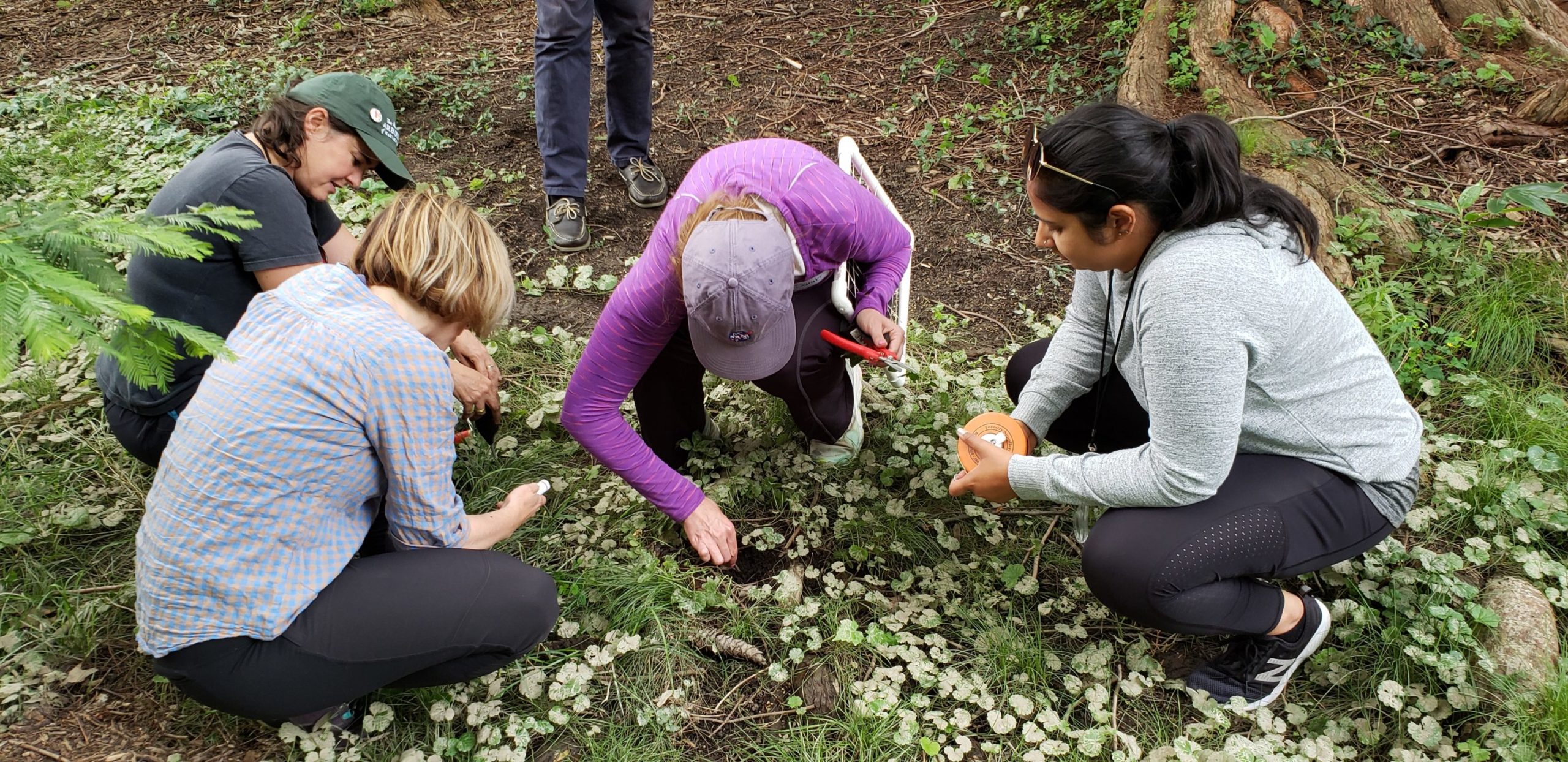 Assessing field site in the woods