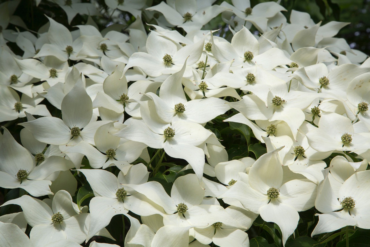 Kousa dogwood flowers