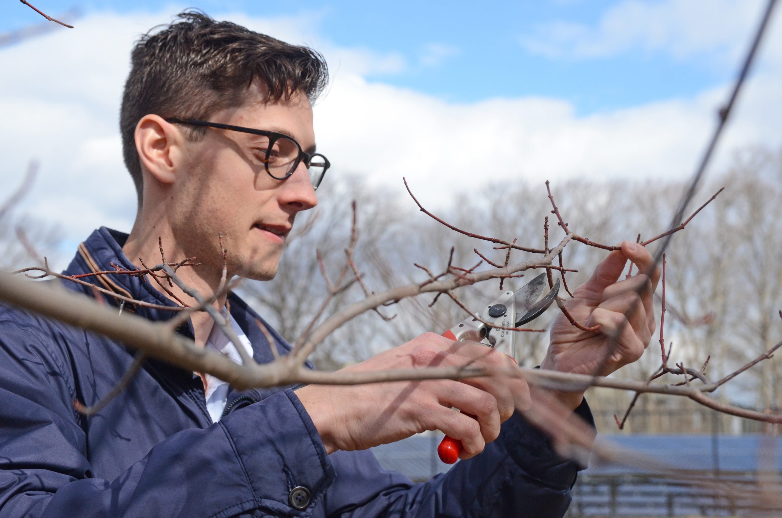 Al Kovaleski, Arnold Arboretum Putnam Fellow, clips one-year-old growth from a red maple tree in the Arboretum's collections to use in cold hardiness experiments on the freeze tolerance of maples.