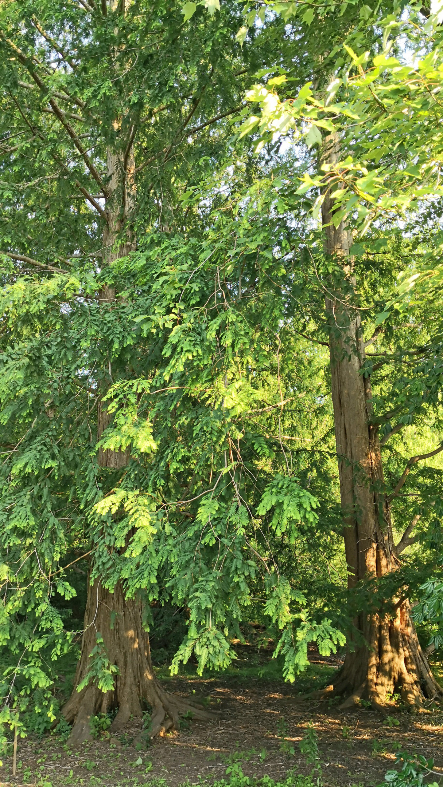 Metasequoia at the Arnold Arboretum