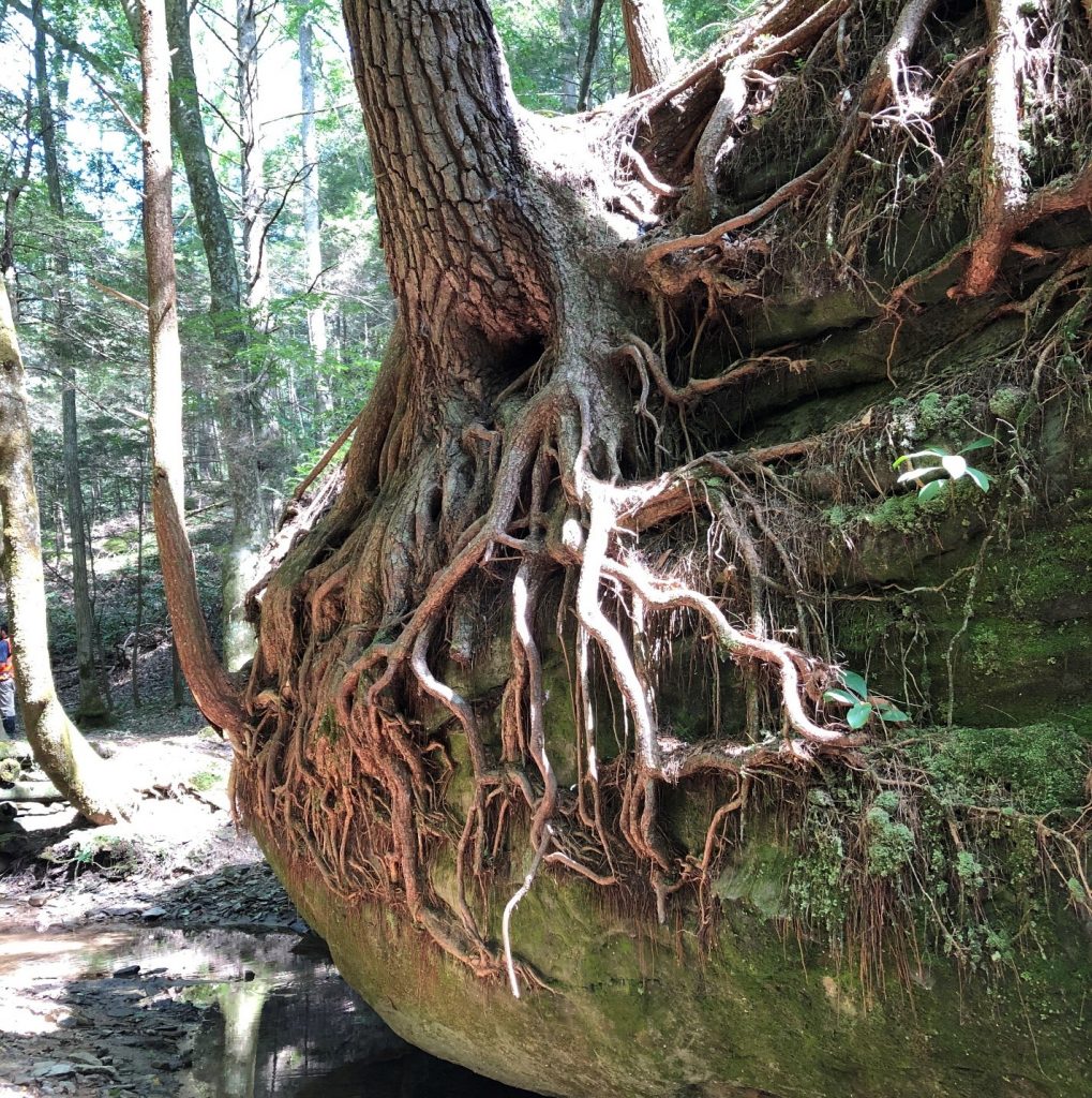 Eastern hemlock (Tsuga canadensis)