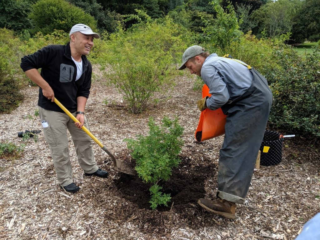 Kang Wang plants a rose bush with Scott Phillips