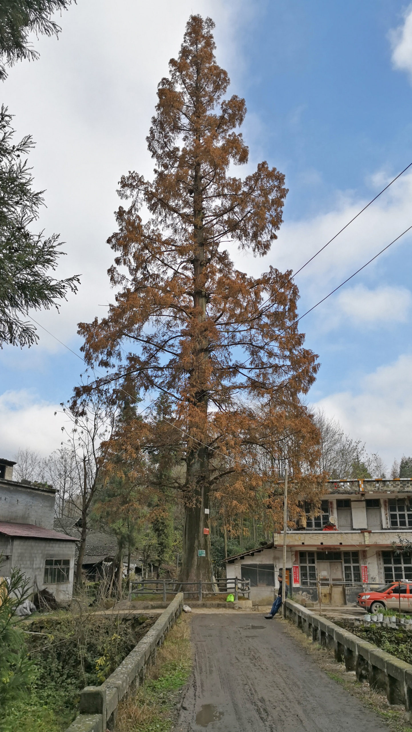 Metasequoia in Hubei