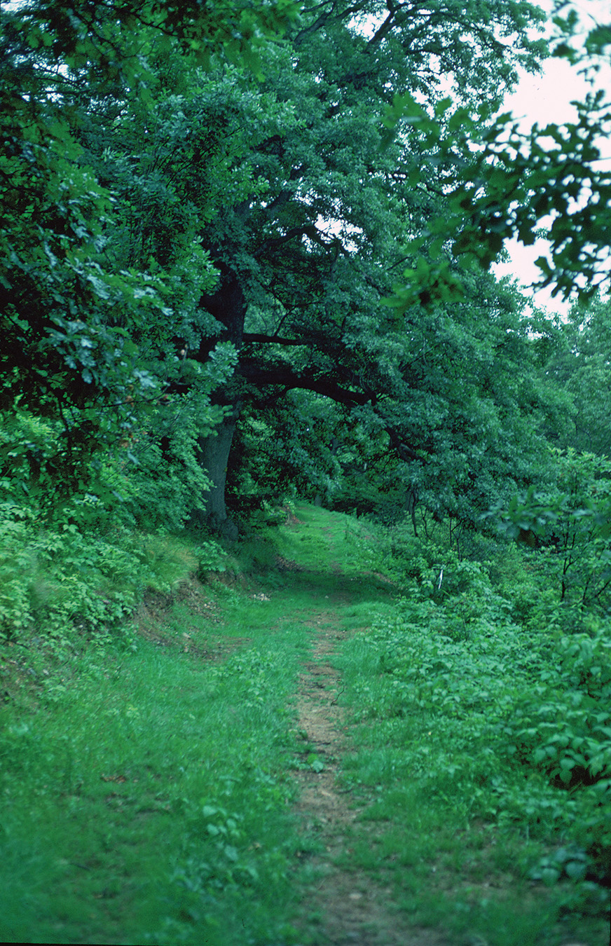 Oak Path in 1980